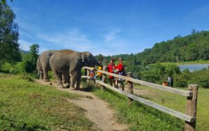 3 Jours à Chiang Mai - Aventure Nature et Soin des Éléphants