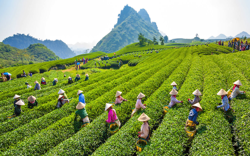 Aider les agriculteurs à récolter des feuilles de thé