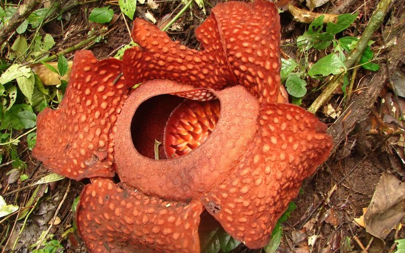 Fleur de Bua Phut, la plus grande fleur du monde, avec ses pétales rouges tachetés, poussant sur le sol de la forêt tropicale humide