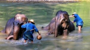 Baignade des éléphants à Chiang Mai