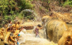 Bain de boue avec les éléphants