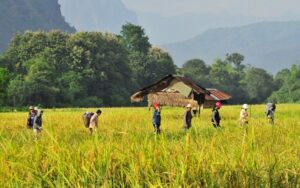Paysans lao travaillant dans une rizière verdoyante près de Luang Prabang, avec une cabane traditionnelle en arrière-plan et des montagnes majestueuses en toile de fond