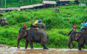 camp d'éléphants à Mae Taman