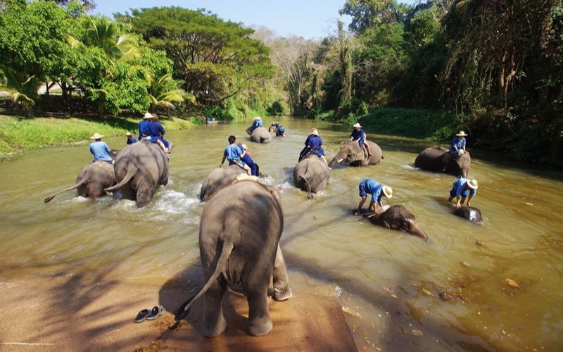 Centre de Conservation des Éléphants Thaïlandais