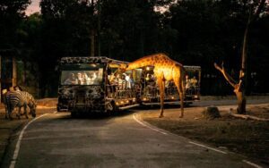 Chiang Mai Night Safari