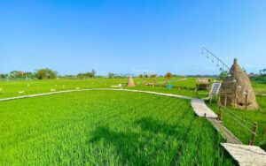 champs de riz Hoi An