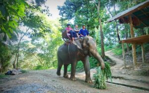 camp d'éléphants Maesa