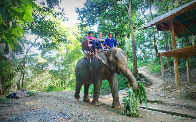 camp d'éléphants Maesa