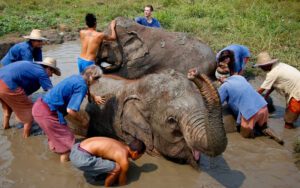 Rencontrer des éléphants - Chiang Mai