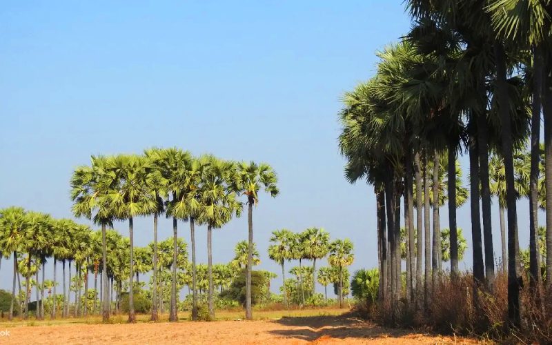 Champs de palmiers à sucre à Bagan