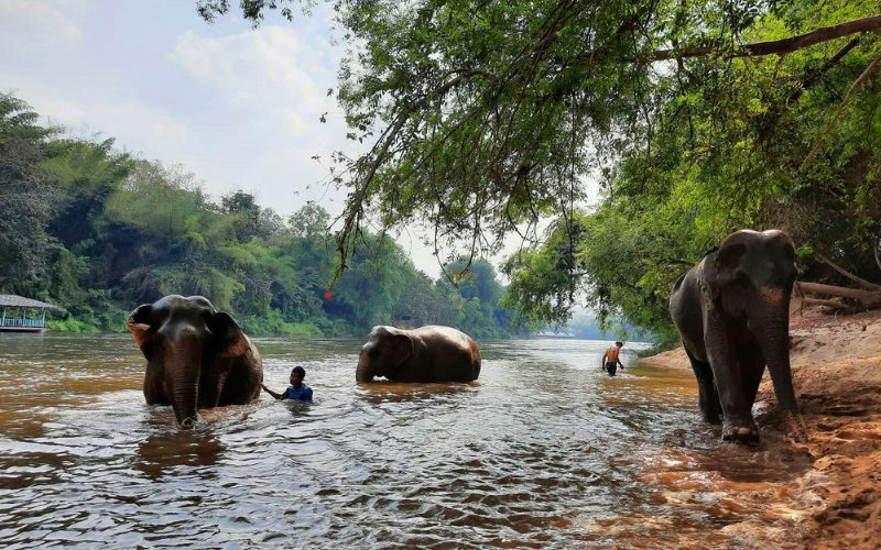 Éléphants se baignant dans une rivière paisible, entourés de verdure et accompagnés de leurs soigneurs