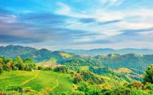 Paysage pittoresque de Doi Mae Salong, avec des collines verdoyantes couvertes de plantations de thé en terrasses