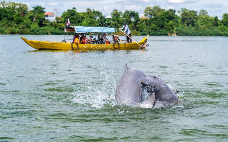 Dauphins de l’Irrawaddy jouant à la surface du Mékong, tandis qu’un bateau de touristes observe la scène près des îles de Si Phan Don, au sud du Laos
