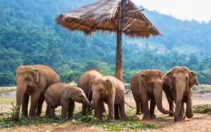 Éléphants à Chiang Mai