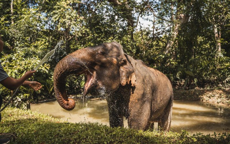 Un éléphant profite d'une douche rafraîchissante dans une réserve naturelle, arrosé par une personne avec un tuyau, entouré de végétation tropicale.
