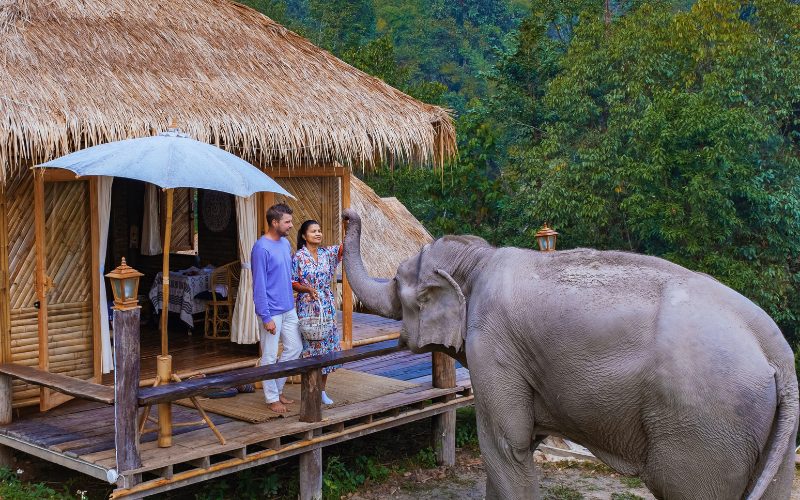 Elephant Jungle Sanctuary à Chiang Mai