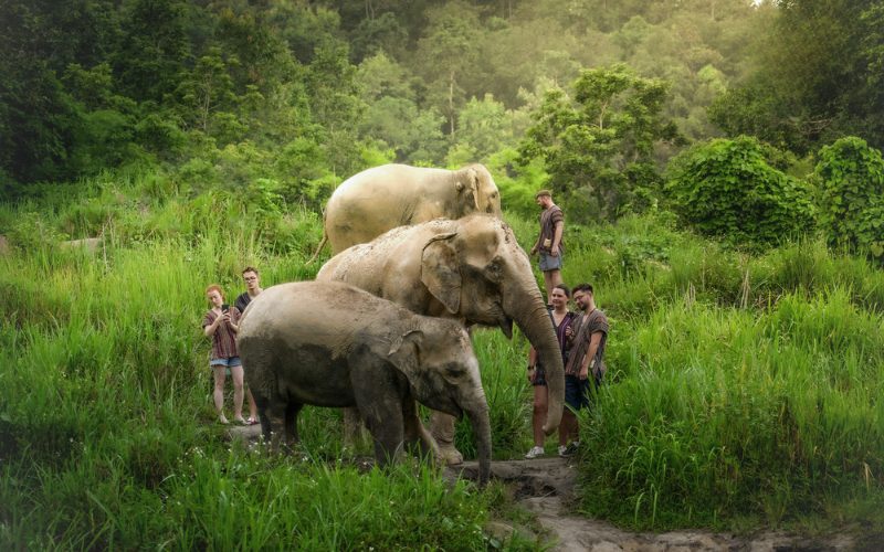 Elephant Jungle Sanctuary à Chiang Mai