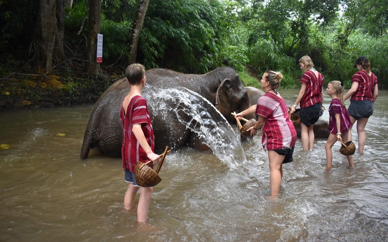 Elephant Discovery Chang Mai