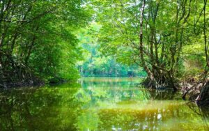 Forêt de mangrove de Vam Sat