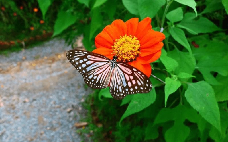Gros plan d’un papillon noir et jaune aux ailes délicatement veinées, en train de butiner une fleur orange vif dans un environnement naturel lumineux