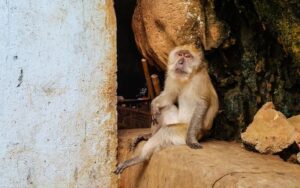 Grotte aux Singes