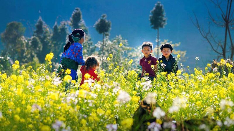 Ha Giang en décembre est impressionnant avec le tapis jaune de fleurs de chou frisé qui s'épanouit.