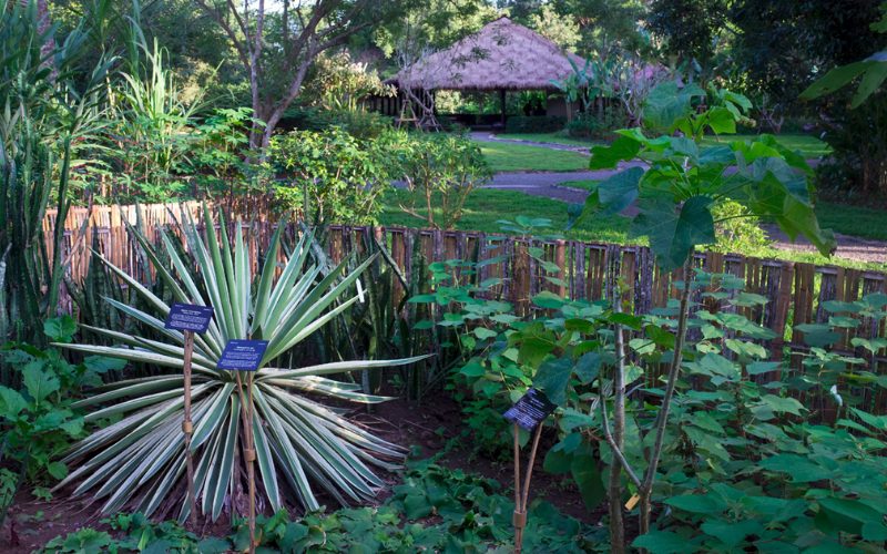 Jardin botanique de Pha Tad Ke à Luang Prabang, avec une variété de plantes locales et exotiques entourées d'une clôture en bambou, et un pavillon traditionnel en arrière-plan