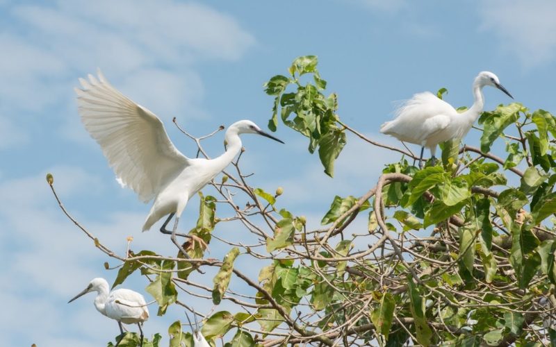 Groupe de hérons blancs perchés sur les branches d’un arbre au feuillage dense, sous un ciel bleu légèrement nuageux