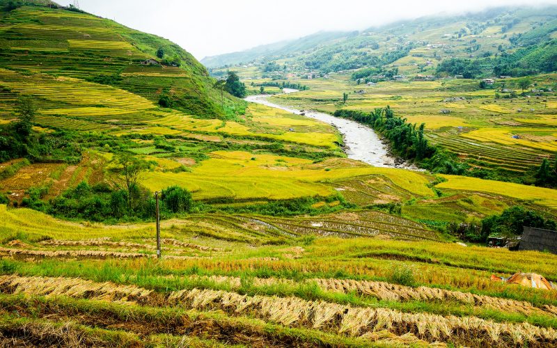 Le trek du village Ta Van offre une expérience immersive dans les magnifiques paysages de rizières en terrasses