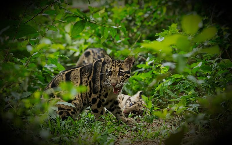 un léopard nébuleux observé en pleine nature luxuriante