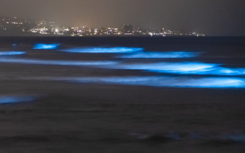 Vagues bioluminescentes brillantes d’un bleu éclatant dans l’obscurité, près du rivage, avec les lumières d’une ville en arrière-plan