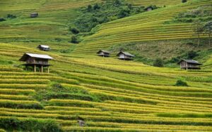 Mu Cang Chai