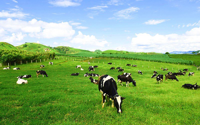 Fermes d'élevage de vaches laitières - Moc Chau
