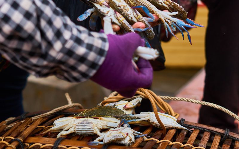Des crabes bleus fraîchement pêchés sont manipulés par des vendeurs au marché aux crabes de Kep, au Cambodge, avec des paniers en osier visibles au premier plan