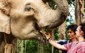 Nourrir les éléphants au village de Karen Chiang Mai