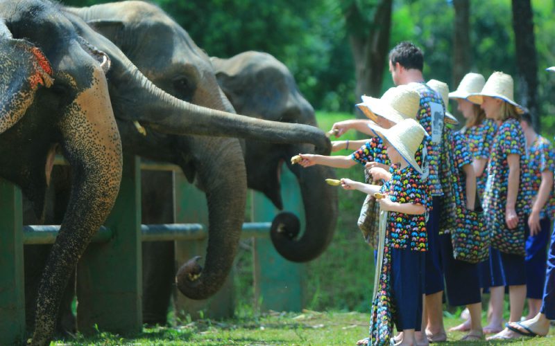 Nourrir les éléphants au sanctuaire de Kanta