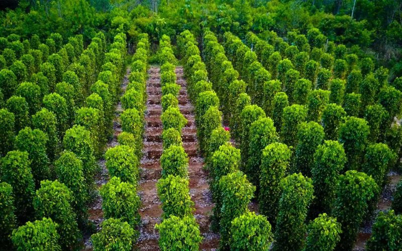 Vue aérienne d’une plantation de poivriers à Phu Quoc, avec des rangées parfaitement alignées de buissons verts luxuriants, entourée de végétation dense et de forêt tropicale