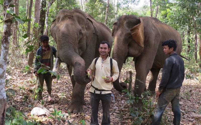 projet des éléphants Bunong