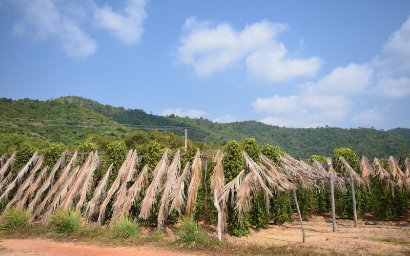 Plantation de poivre à Kep, avec des rangées de poivriers protégés par des feuilles de palmier séchées, sur fond de collines verdoyantes et ciel bleu parsemé de nuages
