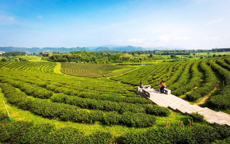 Plantation de thé au nord de la Thaïlande