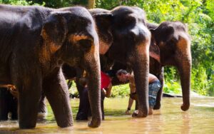 Prendre soin des éléphants résidents dans le sanctuaire à Mueng Kud