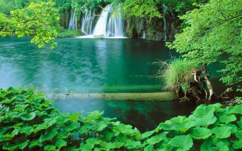 Cascade paisible tombant dans un lac émeraude entouré d’une végétation luxuriante, avec de grandes feuilles vertes au premier plan et des arbres denses