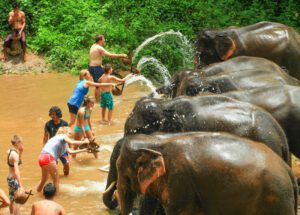 Participez au processus de baignade à Patara Elephant Farm