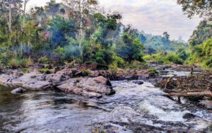Rivière traversant une forêt tropicale dense, avec des rochers et des troncs d’arbres dans le courant. La végétation luxuriante et les nuances de vert créent une atmosphère naturelle et sauvage