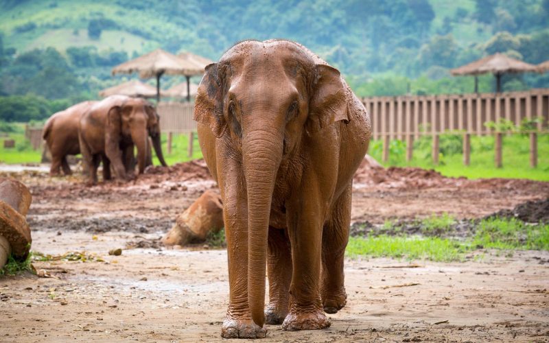 Parc Naturel des Éléphants