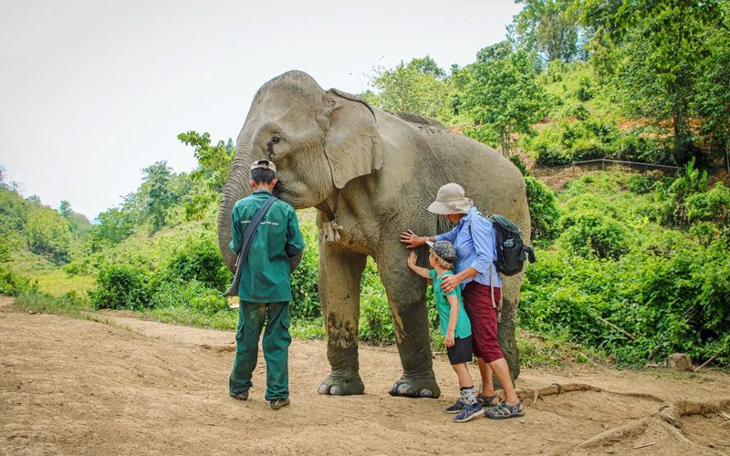 Rencontrer des éléphants
