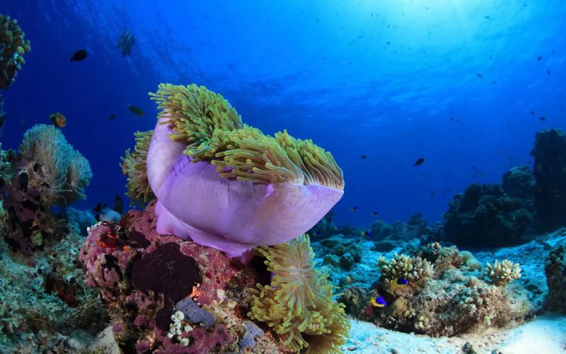 Récif corallien d'Adang