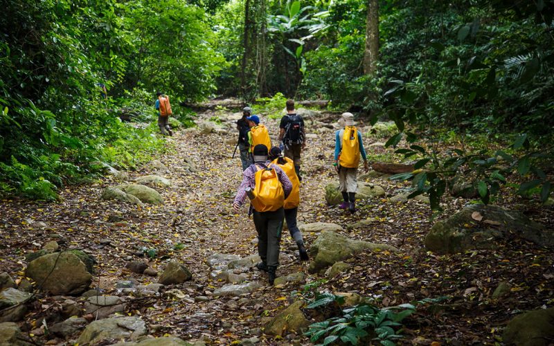 Groupe de randonneurs marchant sur un sentier rocheux à travers la jungle dense de Phong Nha - Ke Bang, entourés d’une végétation tropicale luxuriante