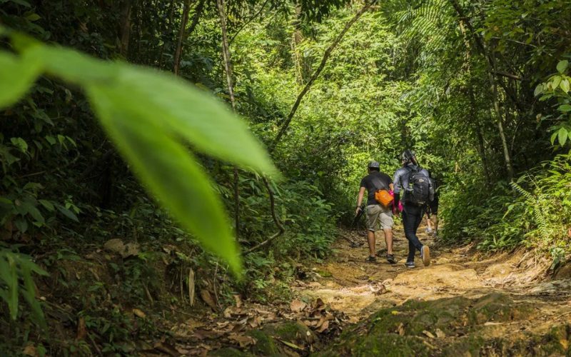 Des randonneurs marchent sur un sentier de terre au cœur de la jungle luxuriante du parc national de Khao Sok, entourés de végétation tropicale dense