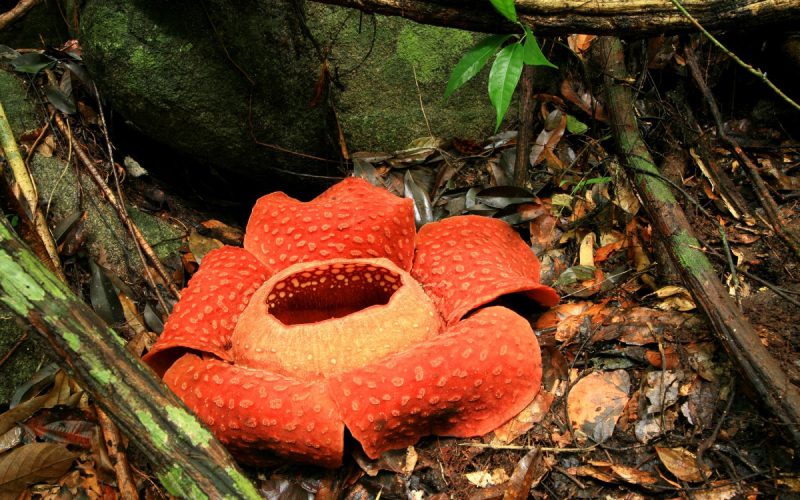 Rafflesia arnoldii géante au parc national de Khao Sok